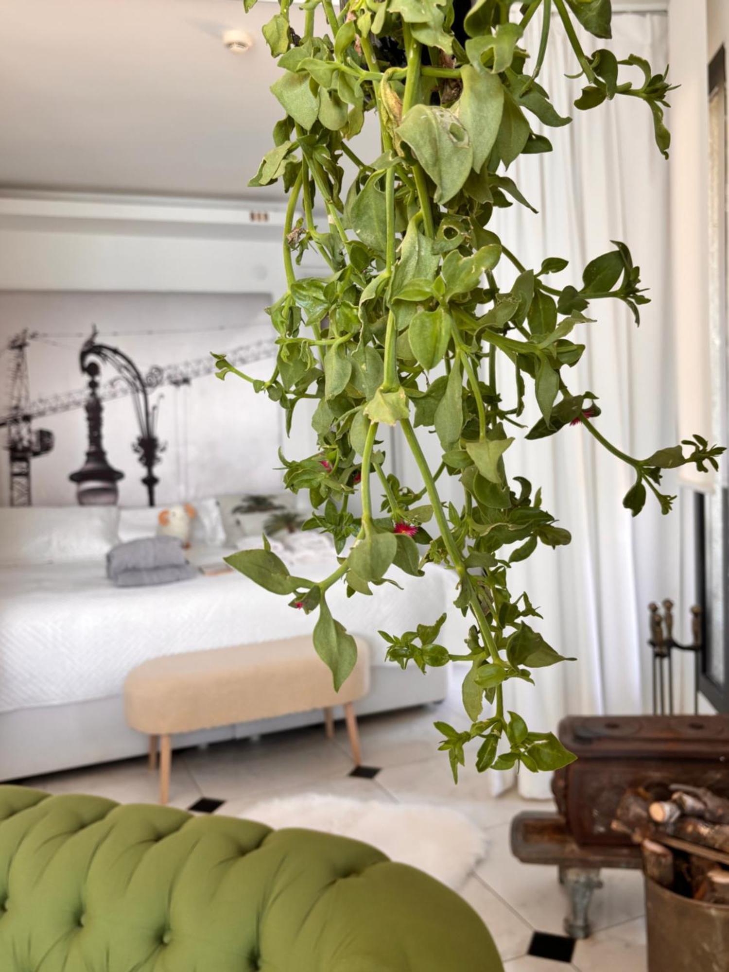 Sato Design Hotel (Adults Only) Çeşme Zimmer foto
